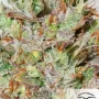 Cannabis seeds Auto CBD White Widow® from Dutch Passion
